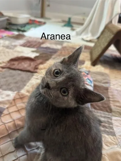 A baby small-sized female Domestic Short Hair cat named Aranea for adoption in Ringoes, NJ
