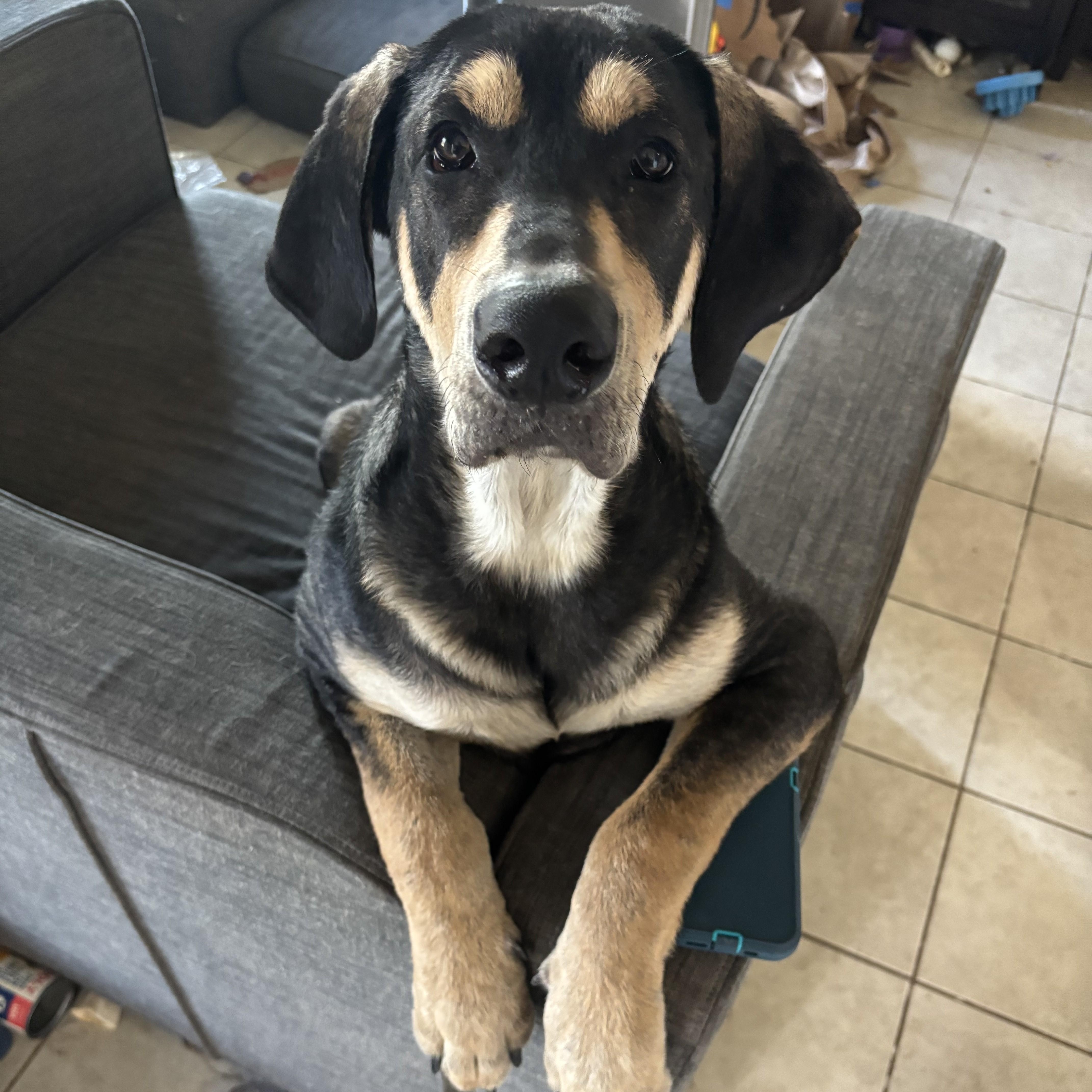 A young large-sized male Great Dane dog named Geraldo for adoption in Pflugerville, TX