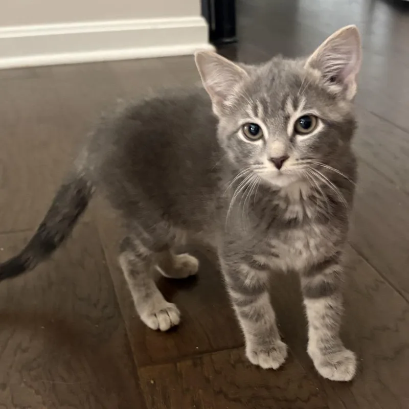 A baby small-sized female Gray / Blue / Silver Domestic Short Hair cat named Maren for adoption in La Grange, KY