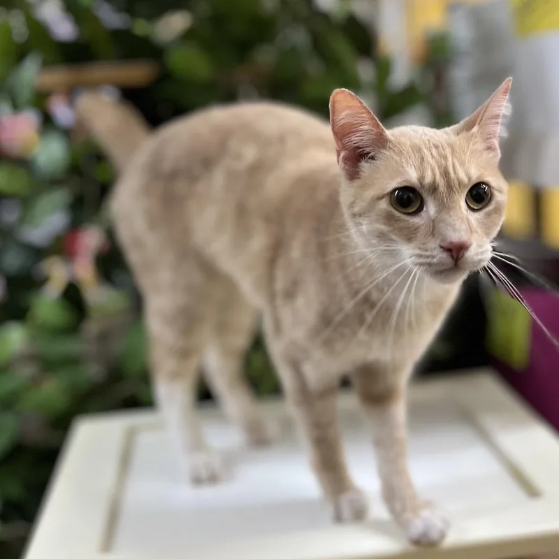 Tinkerbell thumbnail 2