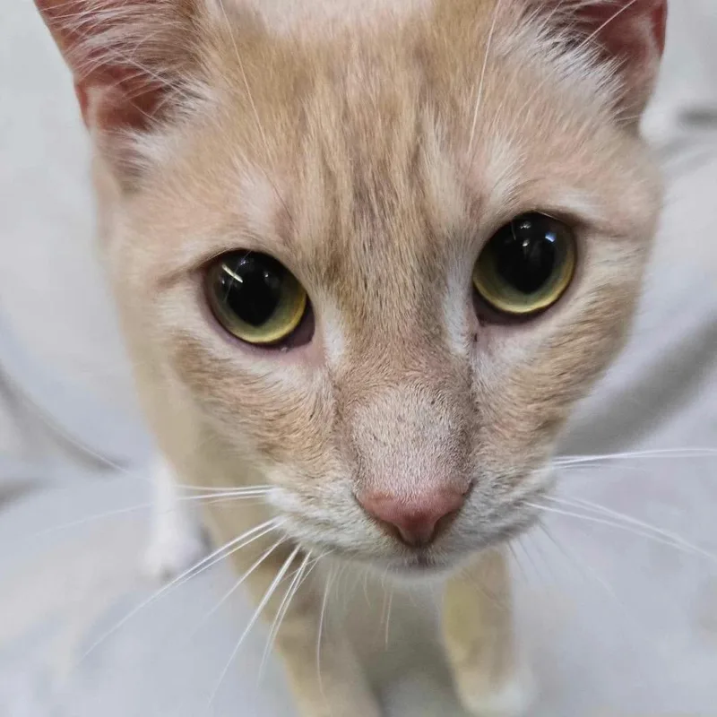 Tinkerbell thumbnail 3