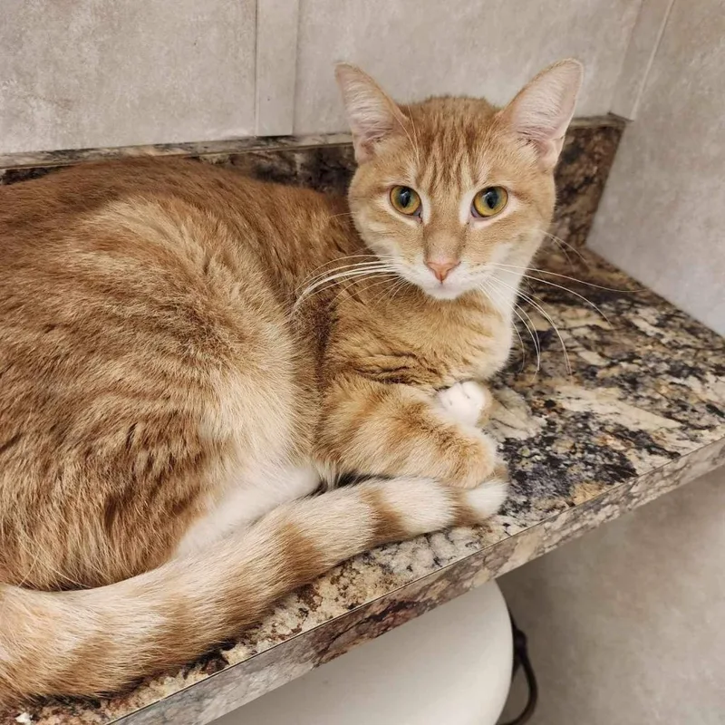 Tinkerbell thumbnail 4