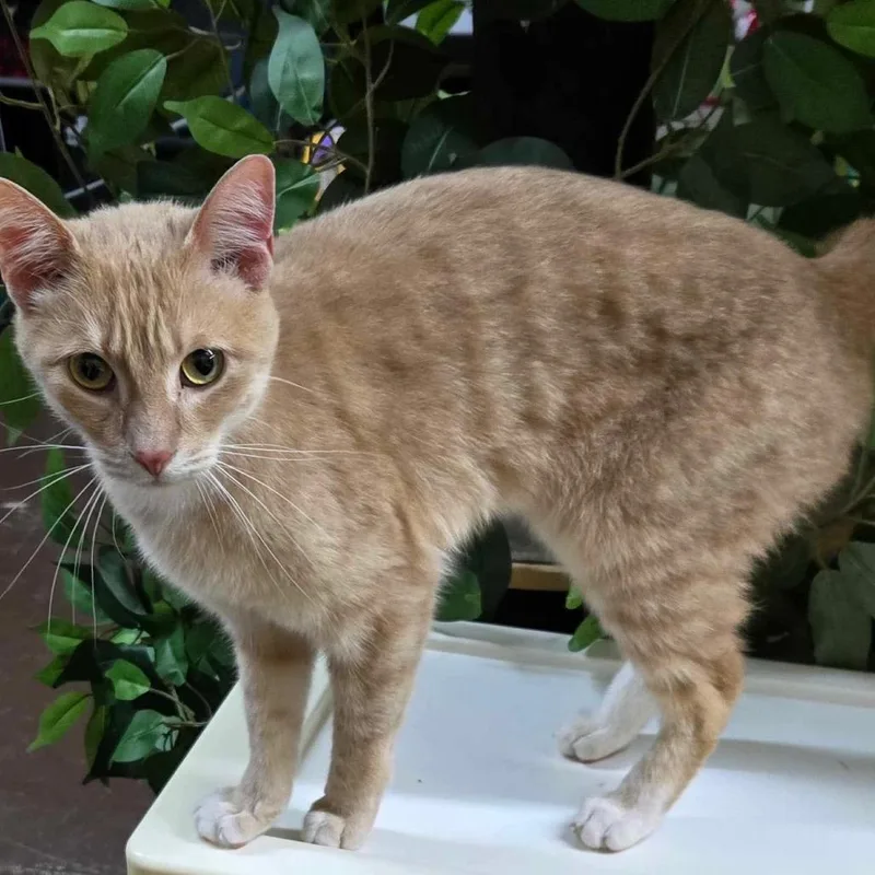 Tinkerbell thumbnail 5