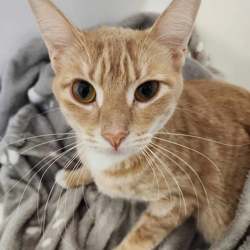 Tinkerbell thumbnail 6