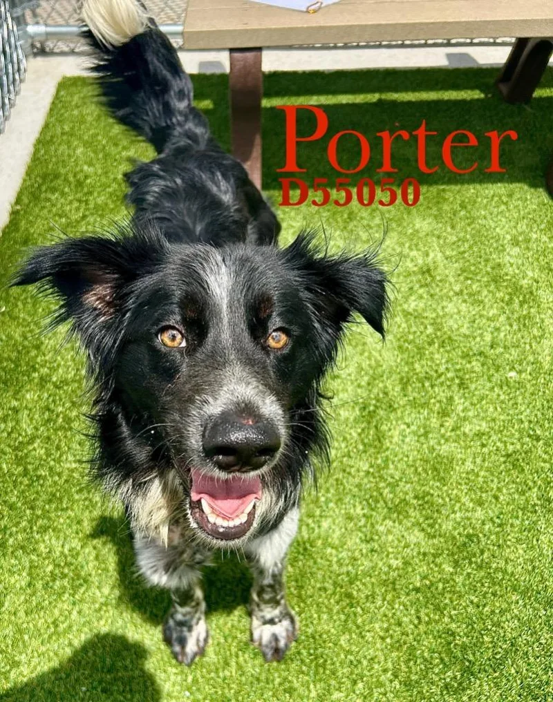 Porter
