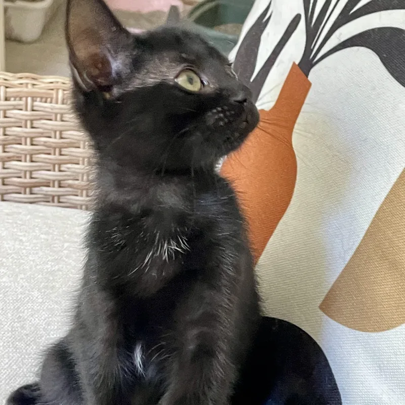 A baby small-sized female Black Domestic Short Hair cat named Keepsake for adoption in Richmond, VA