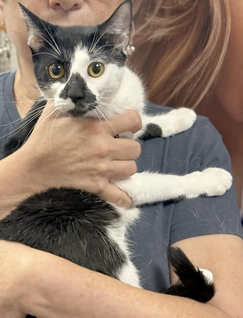 A young medium-sized female Black & White / Tuxedo Domestic Short Hair cat named Lexus for adoption in Brooklyn, NY