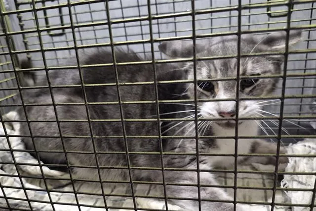 An adult small-sized male Domestic Short Hair cat named Tangerine for adoption in San Antonio, TX