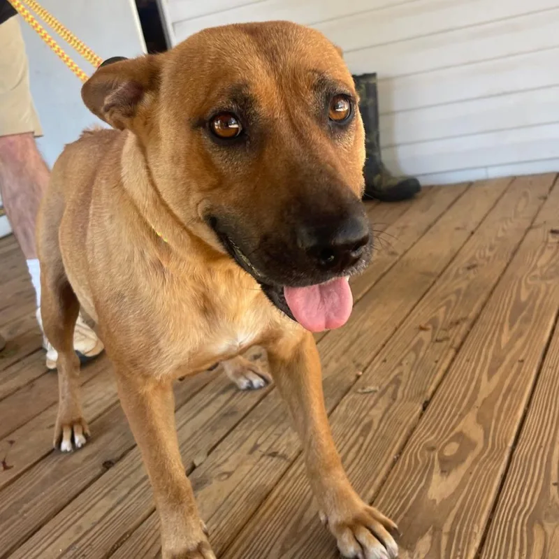 An adult medium-sized female Red / Chestnut / Orange Mixed Breed dog named Laken for adoption in Valley, AL