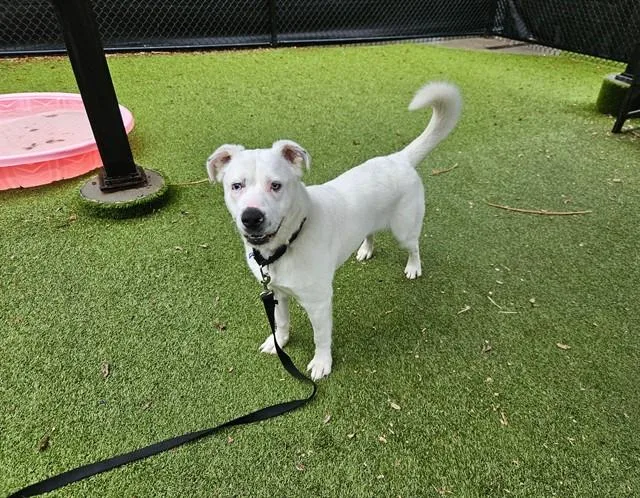 An adult medium-sized male Labrador Retriever dog named Blade for adoption in Omaha, NE