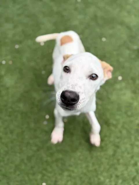 A baby large-sized male Mixed Breed dog named Koda for adoption in Dallas, TX