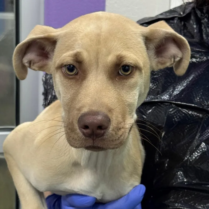 A young medium-sized male Yellow / Tan / Blond / Fawn Terrier dog named Pippin for adoption in Montgomery, AL