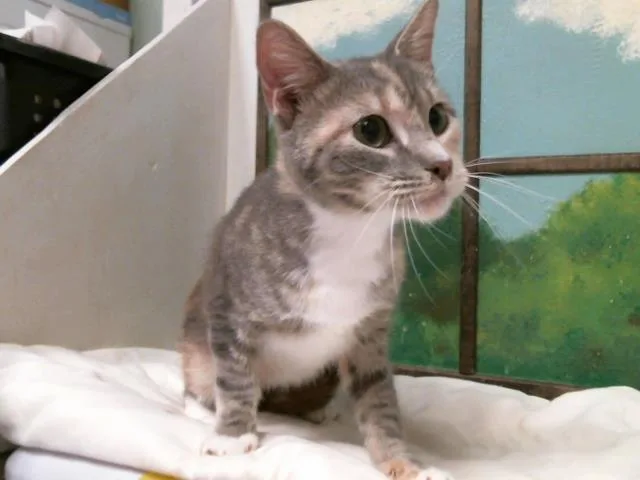 A young medium-sized female Domestic Short Hair cat named Carol for adoption in Houston, TX