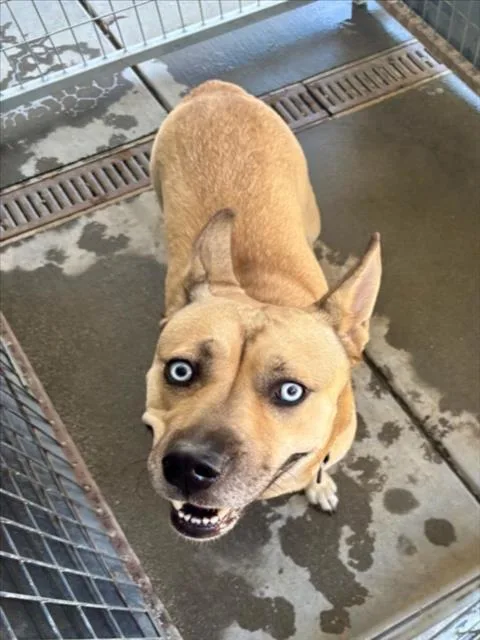 An adult large-sized female German Shepherd Dog dog named Snow for adoption in Woodland, CA