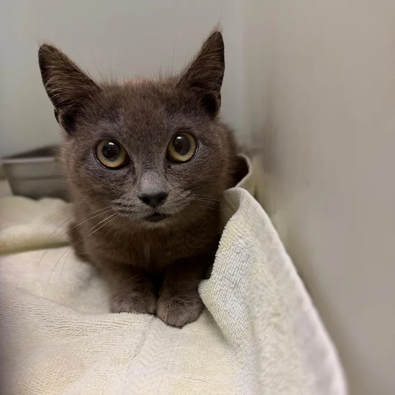 A young small-sized female Torbie Domestic Short Hair cat named Mud Slide for adoption in Lynchburg, VA