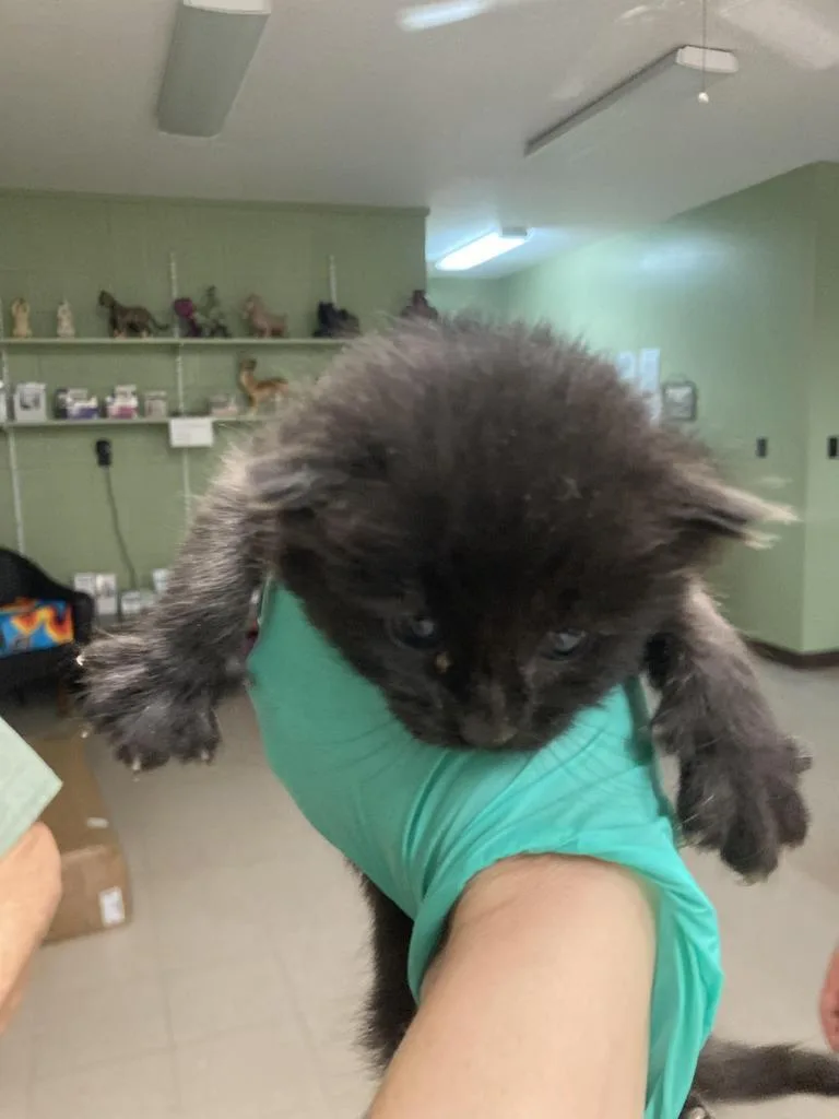 A baby medium-sized male Domestic Short Hair cat named Plum for adoption in Burnsville, NC