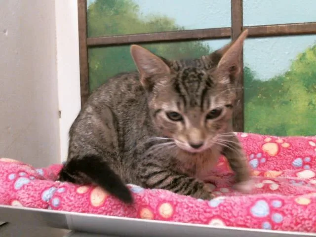 A baby small-sized male Domestic Short Hair cat named Joseph for adoption in Houston, TX