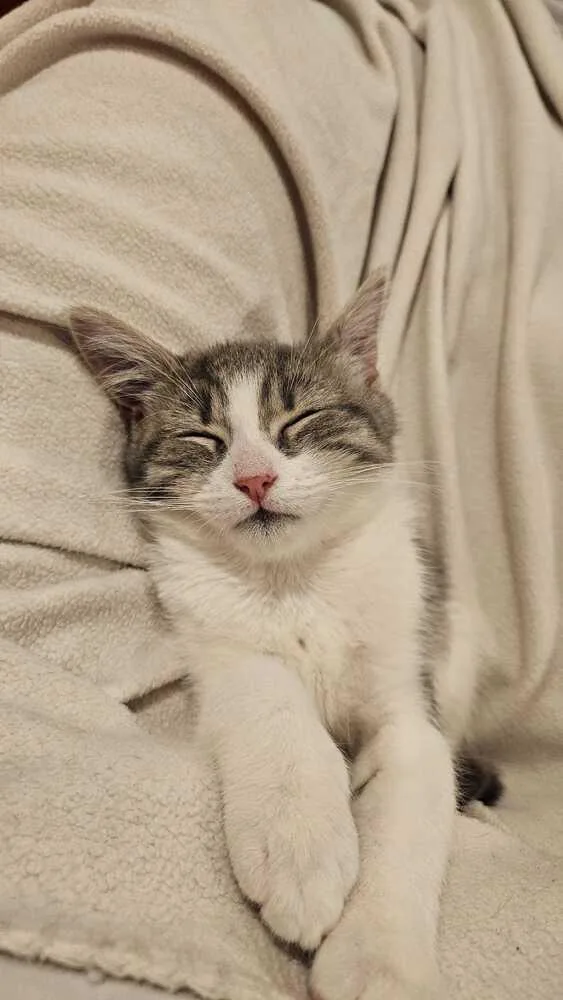 A baby medium-sized male Gray & White Domestic Short Hair cat named Charlie for adoption in Milltown, NJ