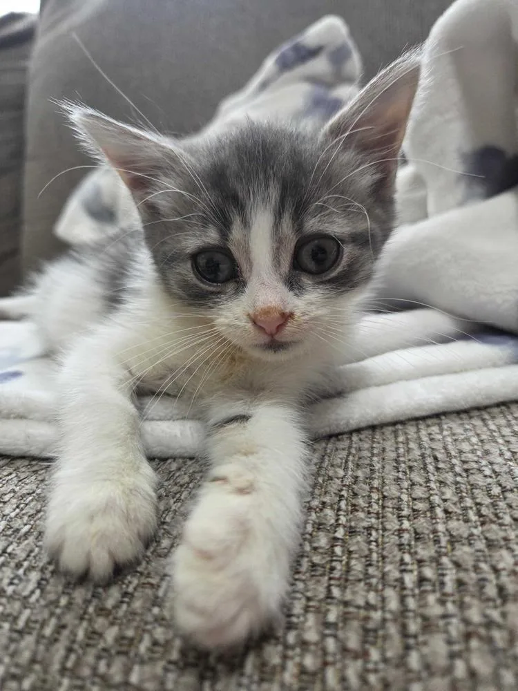 Charlie thumbnail 2