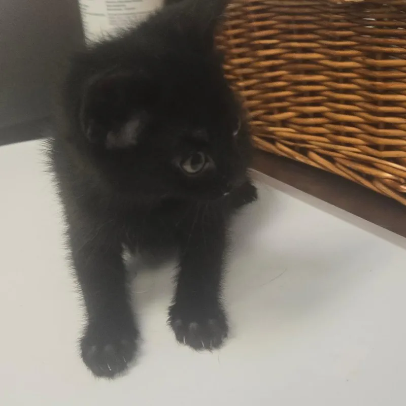 A baby small-sized male Black Domestic Short Hair cat named Artemis for adoption in Milton, FL