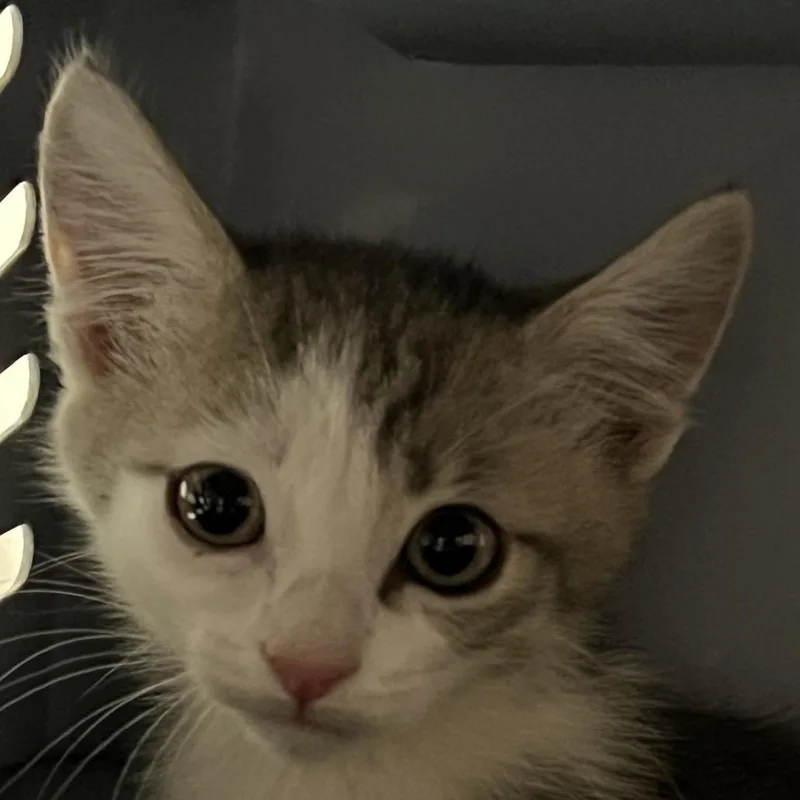 A baby small-sized male Gray / Blue / Silver Domestic Short Hair cat named Charlie for adoption in Yuma, AZ