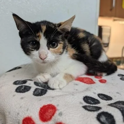 A baby small-sized female Calico Domestic Short Hair cat named Tortellini for adoption in Rochester, MN