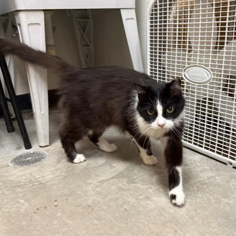 An adult medium-sized female Black Domestic Medium Hair cat named Oreo for adoption in Saint Louis, MO