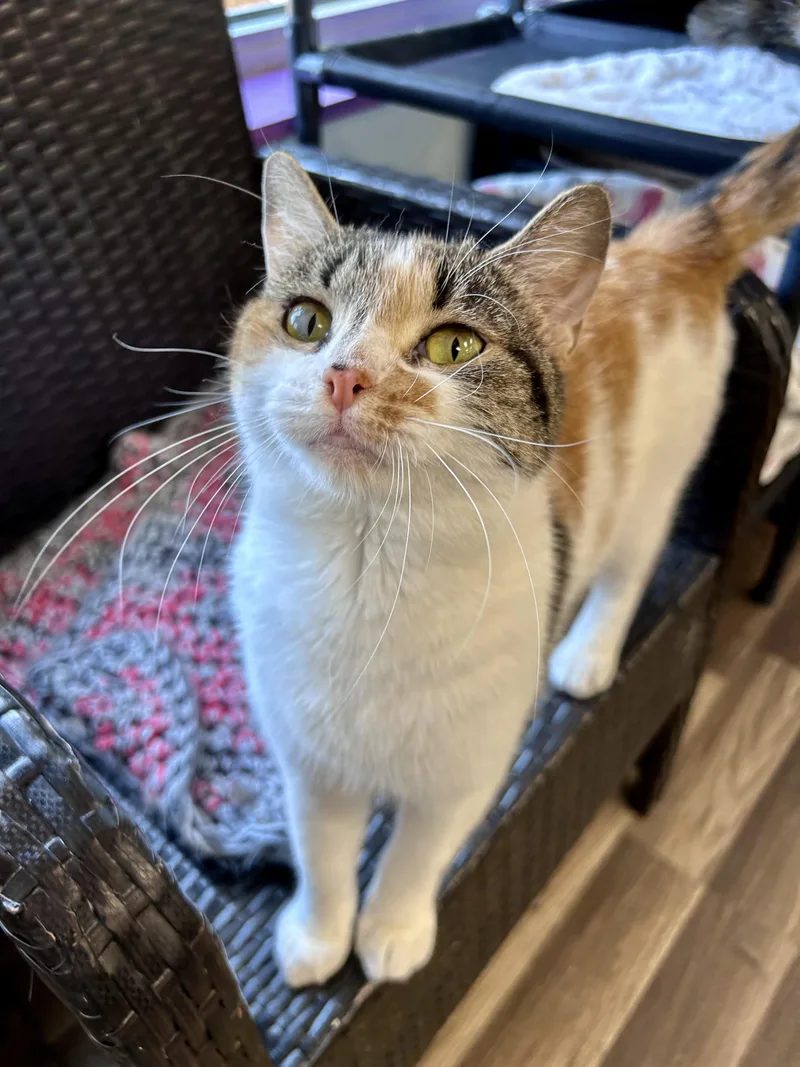 A young medium-sized female Calico cat named Vanessa for adoption in Grand Rapids, MI