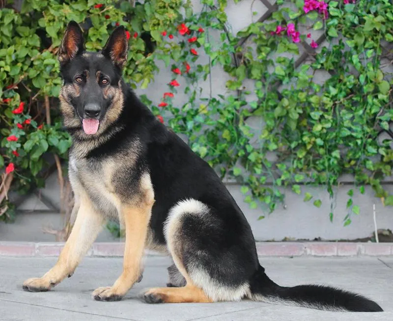 Sisko Von Sarstedt thumbnail 2