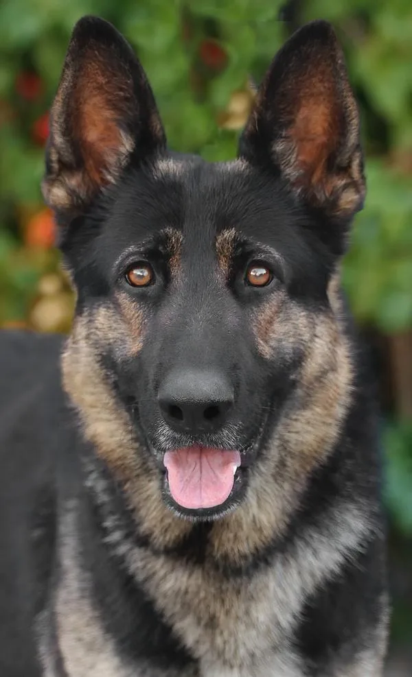 A young large-sized male Bicolor German Shepherd Dog dog named Sisko Von Sarstedt for adoption in Los Angeles, CA