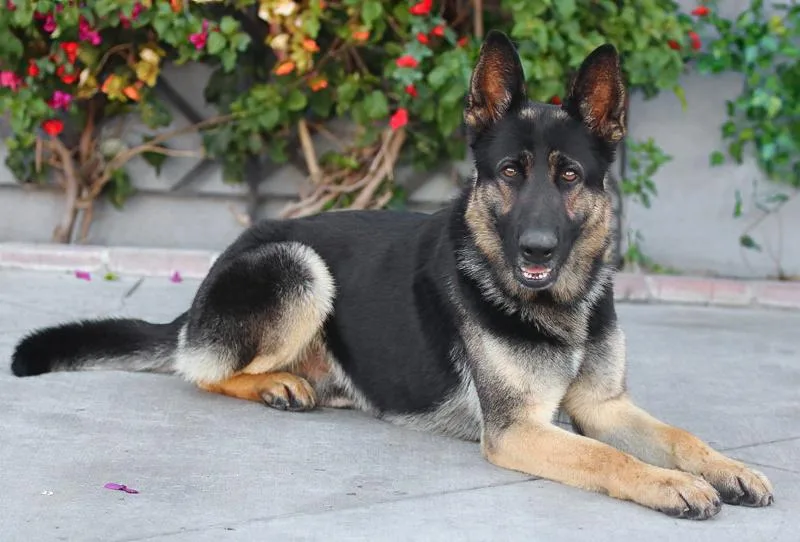 Sisko Von Sarstedt thumbnail 4