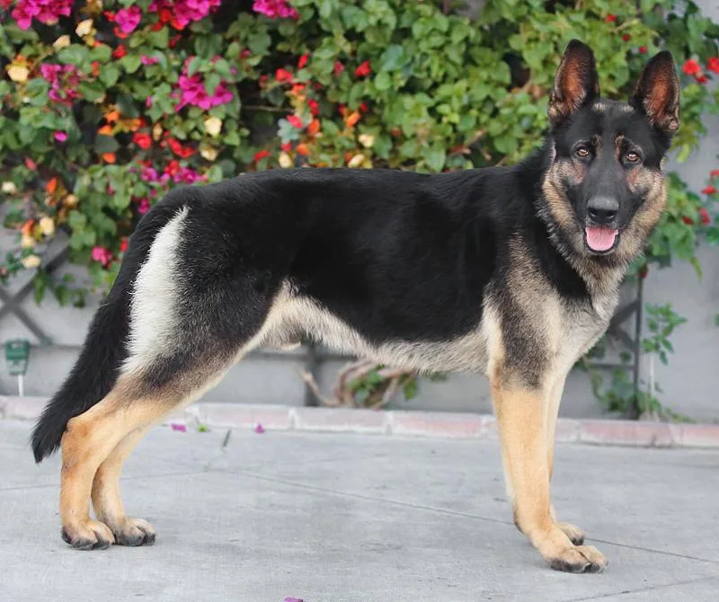 Sisko Von Sarstedt thumbnail 5