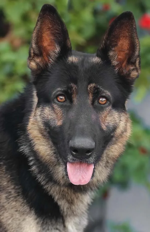 Sisko Von Sarstedt thumbnail 6