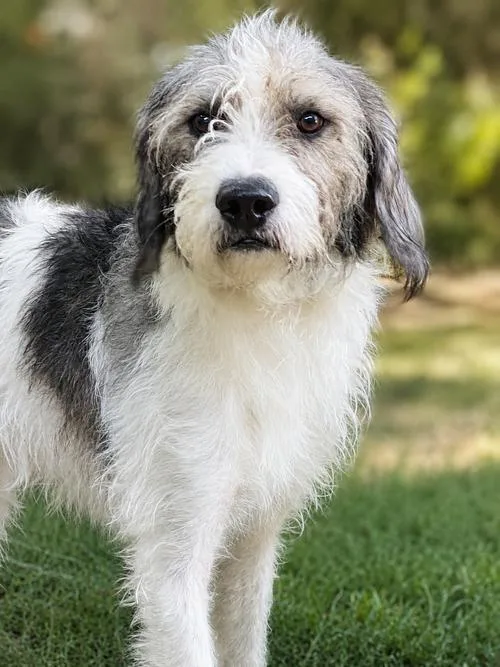 An adult medium-sized male Standard Poodle dog named Corky for adoption in Franklin, TN