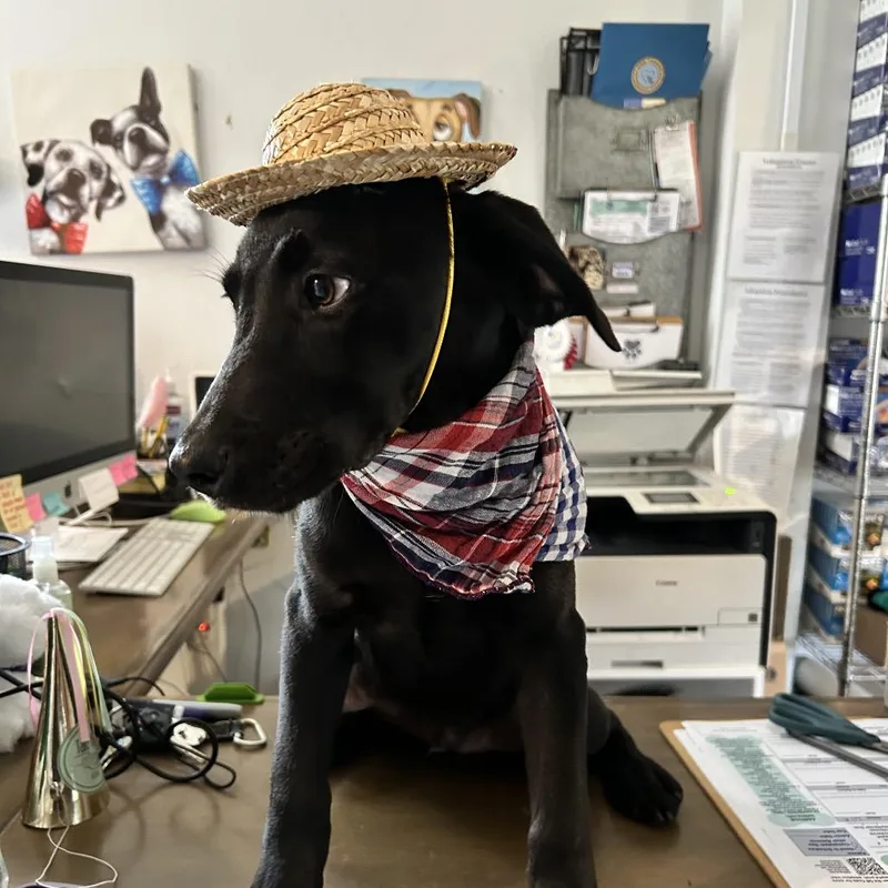 A baby large-sized male Black Labrador Retriever dog named Dutton for adoption in New Orleans, LA