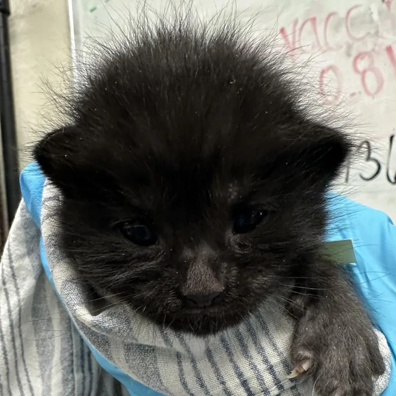 A baby small-sized male Black Domestic Short Hair cat named Angry Potato for adoption in San Antonio, TX
