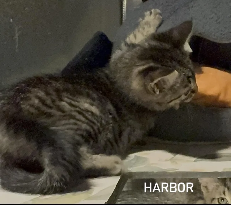 A baby medium-sized male Tabby (Buff / Tan / Fawn) Domestic Short Hair cat named Harbour for adoption in Houston, TX