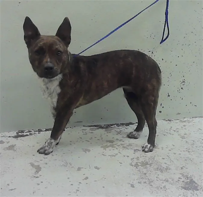 A young medium-sized female Staffordshire Bull Terrier dog named Darla for adoption in Houston, TX