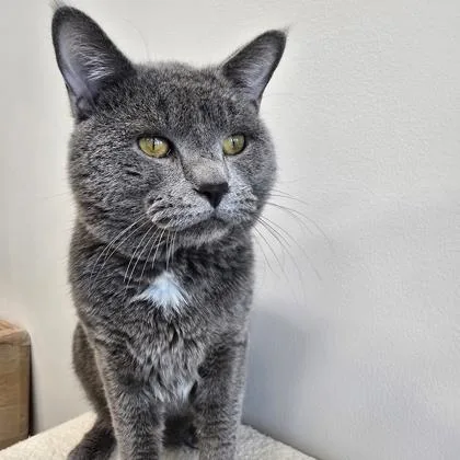 A young large-sized male Domestic Short Hair cat named Tonka Truck for adoption in Janesville, WI