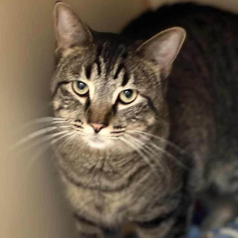 A young large-sized male Brown / Chocolate Domestic Short Hair cat named Fred for adoption in South Elgin, IL
