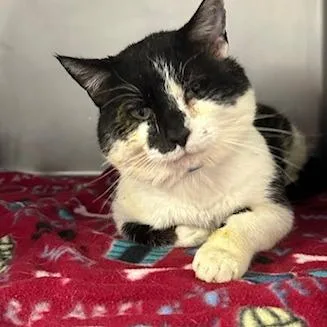 An adult medium-sized male Gray / Blue / Silver Domestic Short Hair cat named Big Mac for adoption in Knoxville, TN