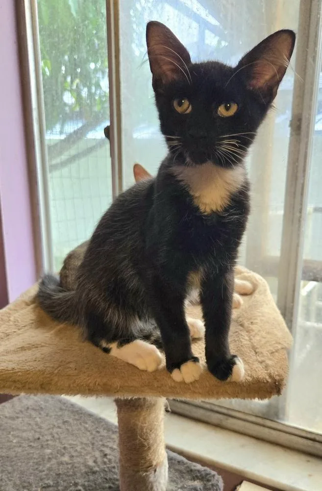 A baby small-sized male Domestic Short Hair cat named Ralph for adoption in Hudson, NH