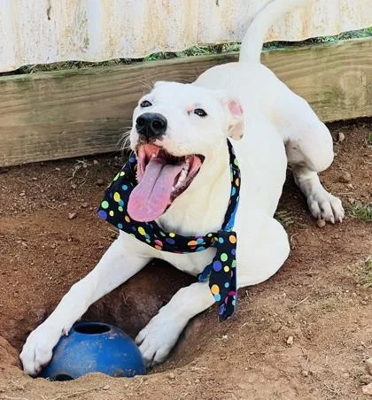 A young medium-sized female Terrier dog named Joan Jett $ for adoption in Seneca, SC