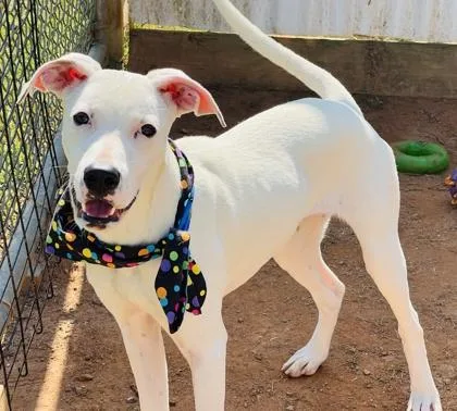 Joan Jett $ thumbnail 3