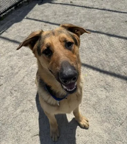 An adult large-sized male Mixed Breed dog named Teddy for adoption in Fairfax, VA
