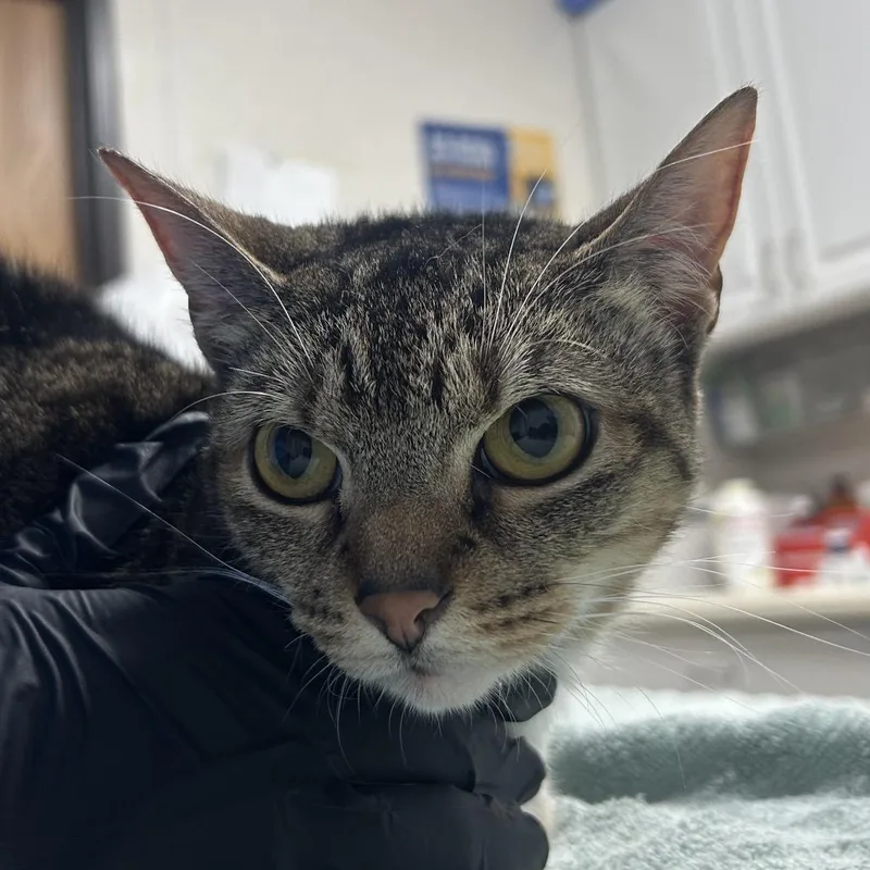 An adult medium-sized female Gray / Blue / Silver Domestic Short Hair cat named Penelope for adoption in Pensacola, FL