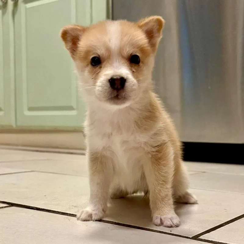 Sammie