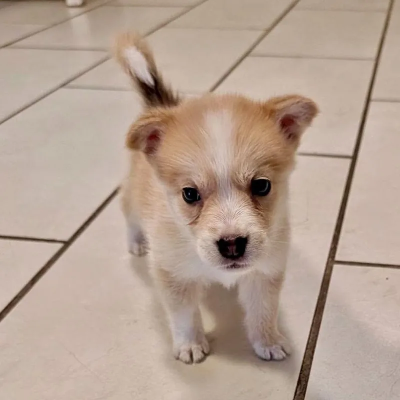 Sammie thumbnail 2