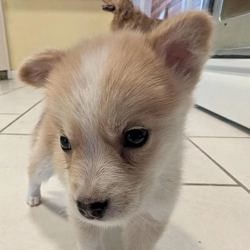 Sammie thumbnail 3