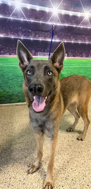 A young medium-sized female German Shepherd Dog dog named Jane for adoption in Miami, FL